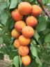 Click for 1 image(s) for this accession. Fruit